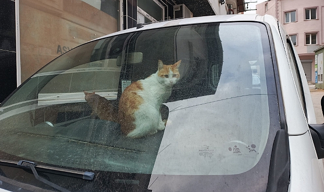Kediler Araçlarda Sığınak Arıyor