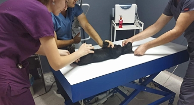 Kedileri av tüfeği ile öldürdüğü iddia edilen komşu için hapis istemi