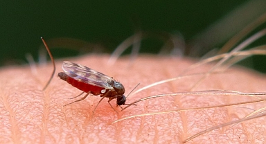 Kırklareli İl Sağlık Müdürlüğü’nden Uyarı: “Bir Sivrisinek Isırığı Hayatınızı Değiştirebilir!”