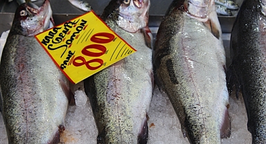 Kırklareli'nde Karadeniz Somonu Tanesi 800 TL'den Satışta