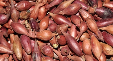 Kırklareli'nde Mor Arpacık Soğanı 200 TL'den Satışa Sunuldu