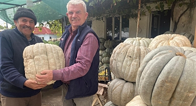 Kırklareli’nde Tatlıcıların Gözdesi Dev Kabaklar
