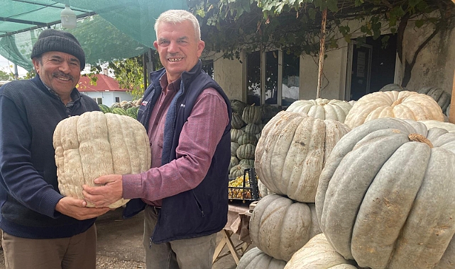 Kırklareli’nde Tatlıcıların Gözdesi Dev Kabaklar