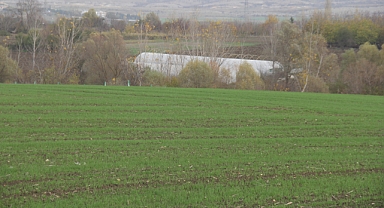 Kırklareli Tarlalarında Buğday Filizleri Toprak Üstüne Çıkmaya Başladı
