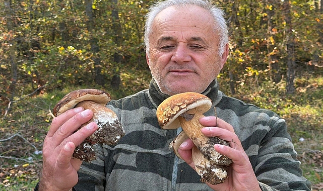 Kuraklık nedeniyle Istranca Ormanları’nda mantar popülasyonu azaldı, kilosu 500 TL’ye çıktı