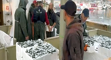 Tekirdağ'da balıkçılar denizden kasalar dolusu hamsi ve sardalyayla döndü