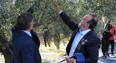Tekirdağ’da Şarköy Zeytini İçin Bereketli Hasat Günü