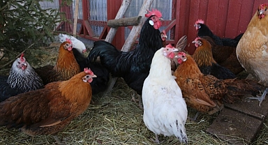 Türkiye’de Tavuk Eti Üretimi Ağustos Ayında Küçük Düşüş Gösterdi