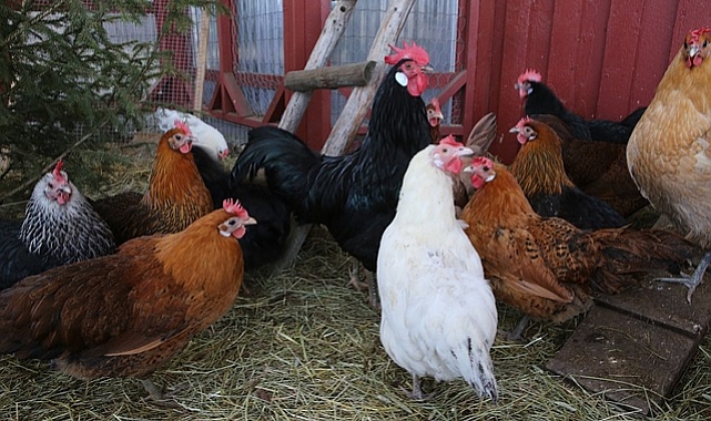 Türkiye’de Tavuk Eti Üretimi Ağustos Ayında Küçük Düşüş Gösterdi