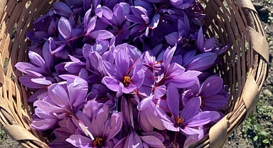 Vize’de safran hasadı başladı! Değerli baharatın mis kokusu tarlaları sardı