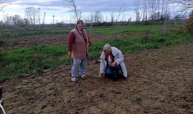 Babaeski'de Sarımsak Üretimine Teknik Destek Ziyareti