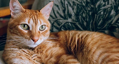 Dünyada kaç kedi yaşıyor: Bilim insanları hesapladı