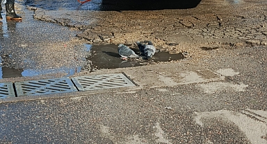 Güvercinler Araba Yıkama Suyunda Serinledi