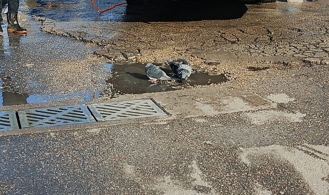 Güvercinler Araba Yıkama Suyunda Serinledi