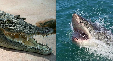 Hangi hayvanın ısırığı daha güçlü: Bilim insanları açıkladı