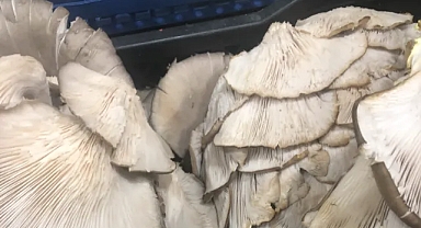 İstiridye Mantarı: Sağlık, Lezzet ve Şifanın Doğal Buluşması