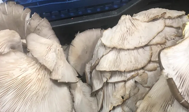 İstiridye Mantarı: Sağlık, Lezzet ve Şifanın Doğal Buluşması