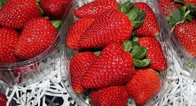 Kırklareli'nde Sezon Sonu Çileği Tezgâhlarda: Kutu Fiyatı 200 TL