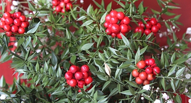 Kırklareli'nde Yeni Yılın Vazgeçilmezi Kokina Çiçeği Tezgâhlarda