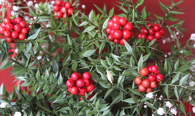 Kırklareli'nde Yeni Yılın Vazgeçilmezi Kokina Çiçeği Tezgâhlarda