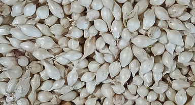 Kırklareli Pazarlarında Beyaz Arpacık Soğan Cep Yakıyor