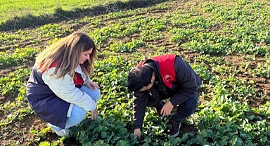 Kofçaz'da Kanola Ekim Alanlarında Tarımsal Kontroller Sürüyor