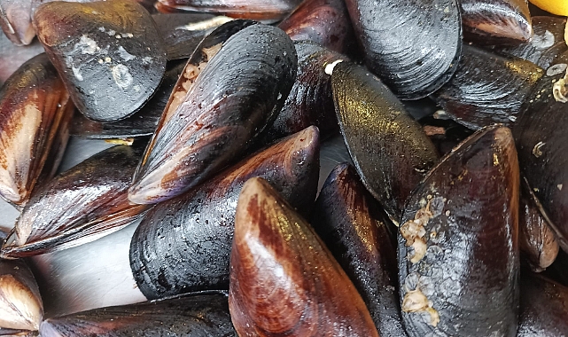 Midye Sağlıklı Beslenmede Öne Çıkıyor