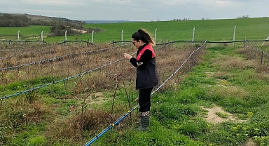 Pehlivanköy'de Aronya Üretim Alanlarında Teknik Kontroller Yapıldı