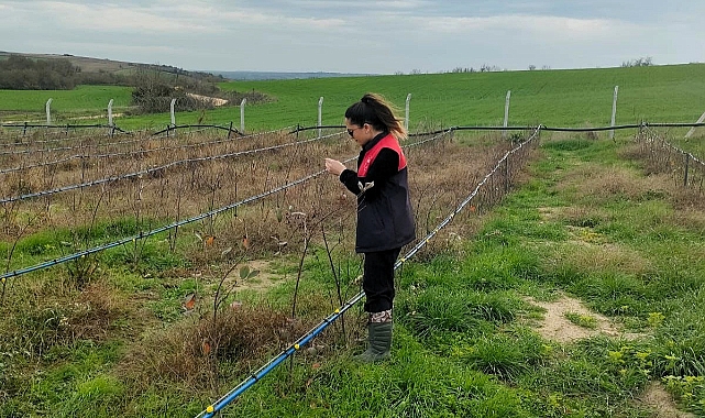 Pehlivanköy'de Aronya Üretim Alanlarında Teknik Kontroller Yapıldı