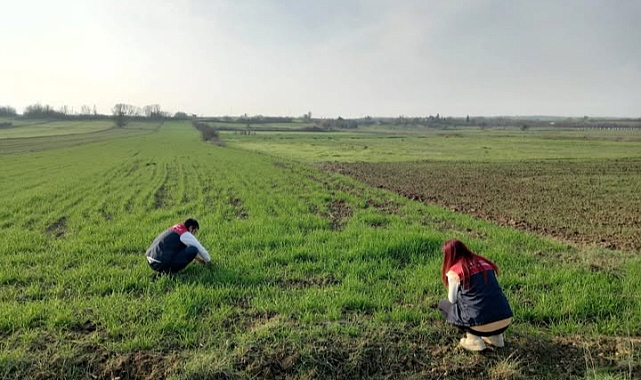 Pehlivanköy'de Buğday Ekim Alanlarında Teknik Kontrol
