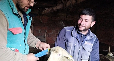 Pınarhisar’da Hayvancılıkta Sağlık ve Kontrol Çalışmaları