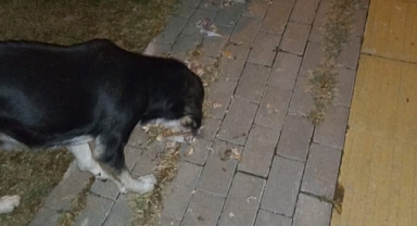 Soğuk Havalarda Sokak Hayvanları İçin Dayanışma Artıyor