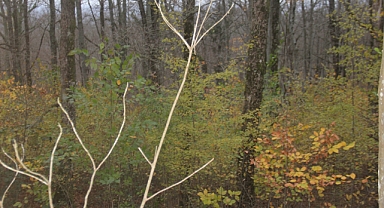 Sonbaharın Renk Cümbüşü Istrancalar'da Son Günlerini Yaşıyor