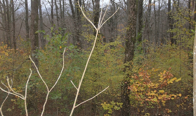 Sonbaharın Renk Cümbüşü Istrancalar'da Son Günlerini Yaşıyor