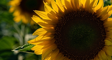 Tarımsal Girdi Fiyatları Yıllık Yüzde 34,60 Arttı