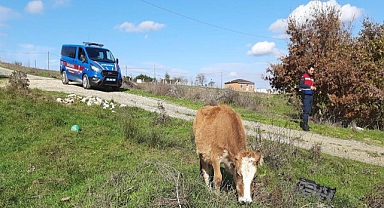 Tekirdağ'a kaçak getirilen 9 büyükbaş hayvan kesime gönderildi