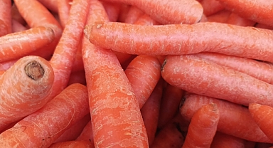 A Vitamini Deposu Havuç