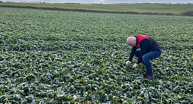 Babaeski'de Tarım Arazileri Mercek Altında Tutuluyor