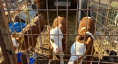 Edirneli besicilerin üçüz buzağı sevinci