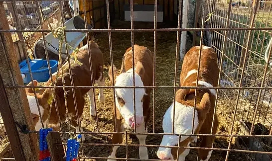 Edirneli besicilerin üçüz buzağı sevinci