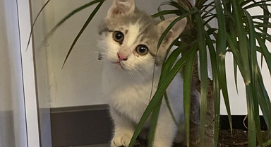 Gözeli Optik'ten Örnek Davranış