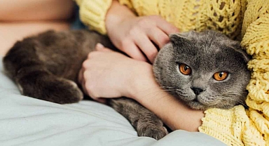 Kedilerin okşanmaktan hoşlandığı 7 doğru yer açıklandı