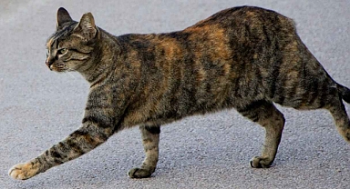 Kedilerin sahiplerini her yere takip etmesinin nedenleri: Uzmanlar sıraladı