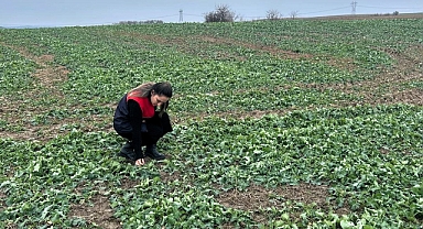 Kırklareli İl Tarım ve Orman Müdürlüğü'nden Kanola İncelemesi