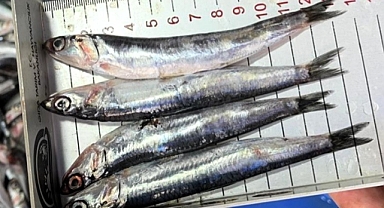 Kırklareli'nde Balık Tezgâhlarına Sıkı Denetim