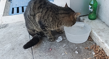 Kırklareli'nde Dondurucu Soğuk Sokak Hayvanlarını Zorladı