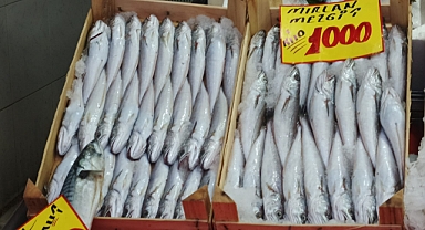 Kırklareli'nde Mezgit 'ten Rekor Fiyat