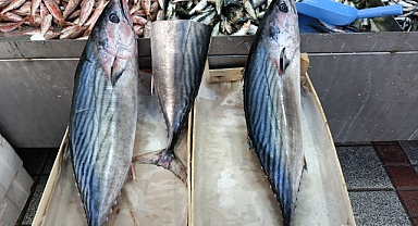 Kırklareli'nde Palamut Fiyatı Cep Yaktı