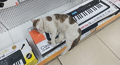 Kırklareli'nde Sokak Kedileri Soğuktan Mağazalara Sığındı