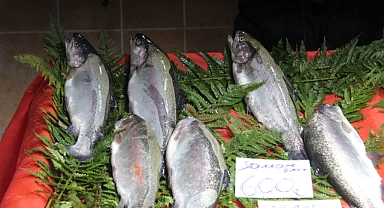 Kırklareli'nde Somon Şoku